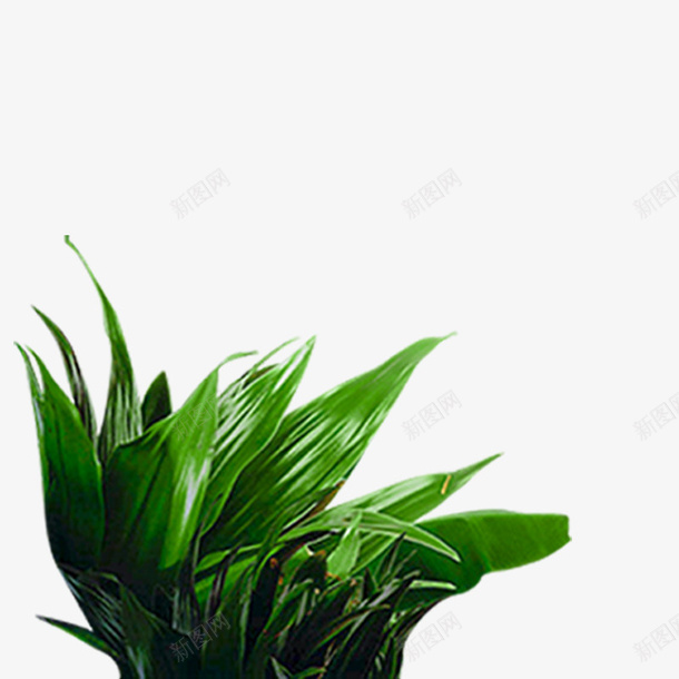 绿色植物png免抠素材_88icon https://88icon.com 植物 海报装饰图 绿色 绿色植物