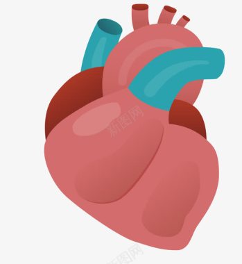 器官心脏器官图标图标