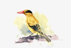 黑纹黑纹黄鸟高清图片