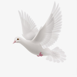 一只白色鸽子白色和平飞鸽高清图片