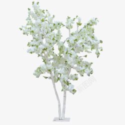 白色花的树一树花树白色花树高清图片