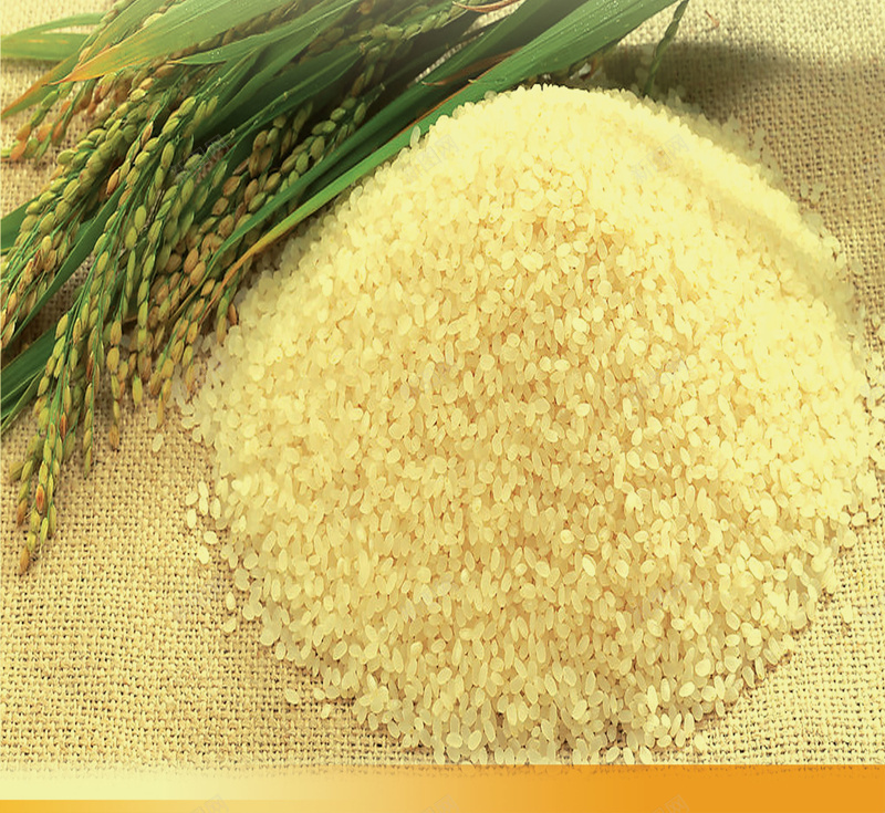 食堂标语节约粮食健康饮食展板背景psd设计背景_88icon https://88icon.com 健康饮食 小米 展板 水稻 简约 节约粮食 节约粮食海报 食堂 食堂文化 食堂标语 餐厅 黄色