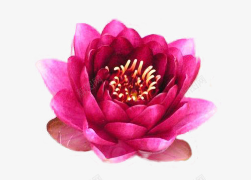 夏季唯美荷花png免抠素材_88icon https://88icon.com 时尚 白色 高雅