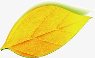 一片黄色叶子背景素材