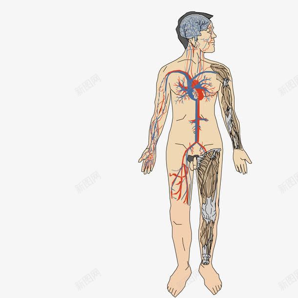 人体经络图png免抠素材_88icon https://88icon.com 人体 人体经络 经络 背部