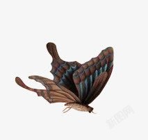 褐色蝴蝶动物素材