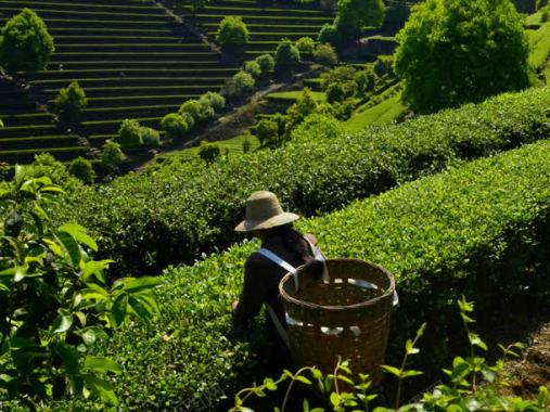 绿色茶树才茶农图背景