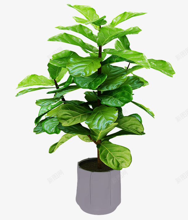 春天里的一盆绿色植物psd免抠素材_88icon https://88icon.com 叶 春天 植物 绿色