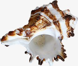 创意摄影海边的海螺效果素材