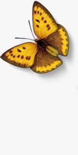 黄色蝴蝶标本淘宝促销素材