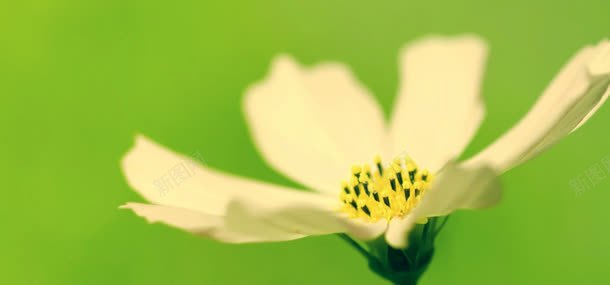 鲜花花朵植物背景jpg设计背景_88icon https://88icon.com 植物 背景 花朵 鲜花