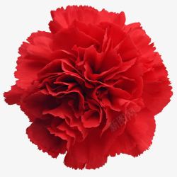 康乃馨红色花朵素材