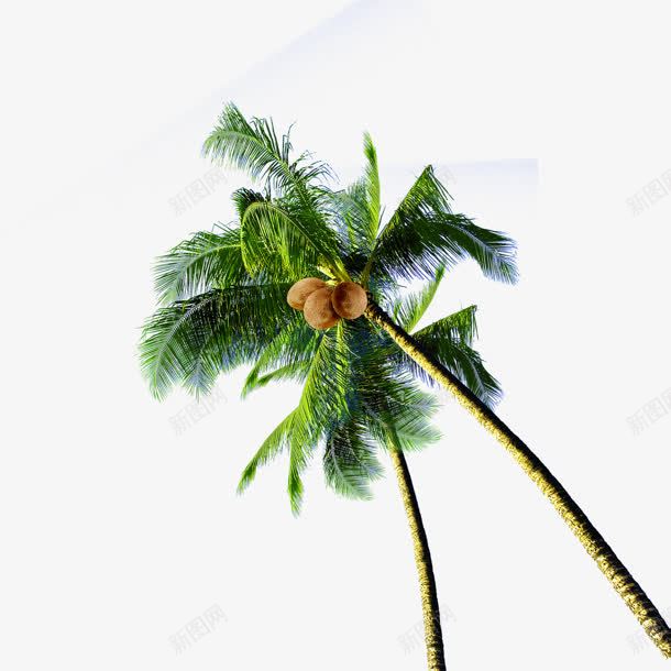 创意合成摄影绿色的椰子树png免抠素材_88icon https://88icon.com 创意 合成 摄影 椰子树 绿色