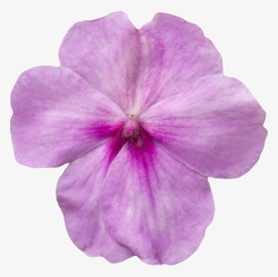 紫色有观赏性蝴蝶兰一朵大花实物素材
