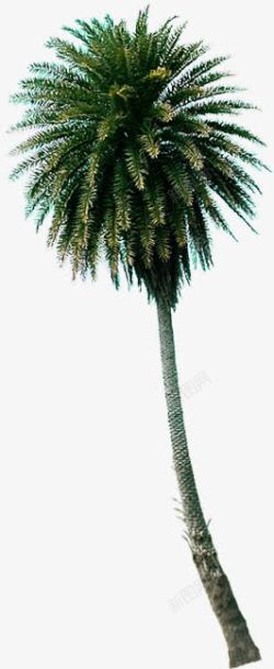 绿色椰子树冠淘宝促销素材