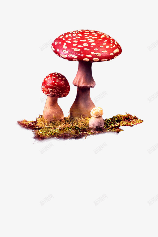 蘑菇图png免抠素材_88icon https://88icon.com 红菇 红蘑菇 红蘑菇图 蘑菇 蘑菇图