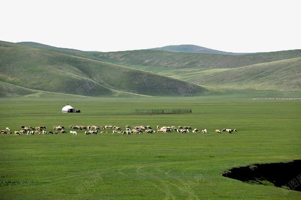 草原放牧群png免抠素材_88icon https://88icon.com 放牧 牧场 牲畜 绿色 草原 蒙古 蒙古草原