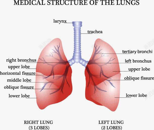 装饰肺部分析图png免抠素材_88icon https://88icon.com 人体器官研究 健康 医学 数据分析 装饰
