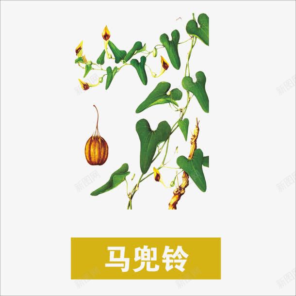 马兜铃png免抠素材_88icon https://88icon.com 中药 本草纲目 草药 药材