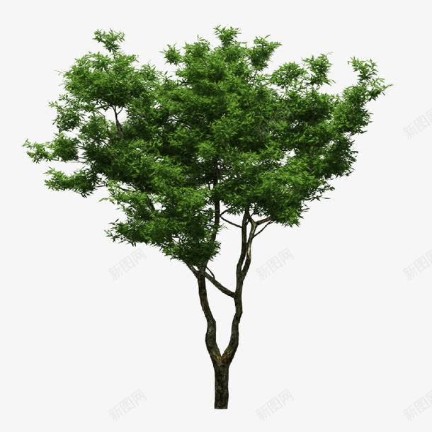 绿色的树png免抠素材_88icon https://88icon.com 树 树干 植物 绿树
