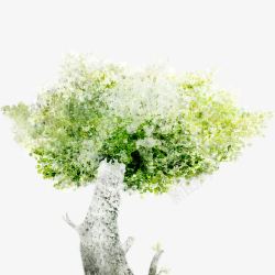 水彩白桦树素材