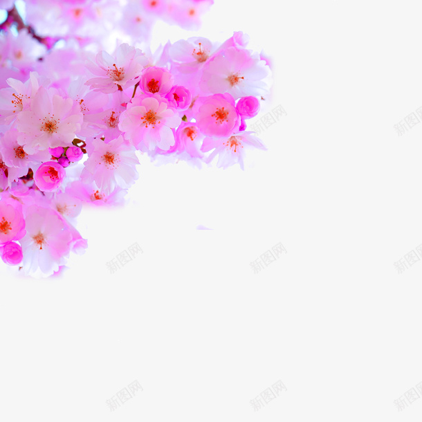 粉红色小清新桃花装饰图案png免抠素材_88icon https://88icon.com 免抠PNG 小清新 桃花 浪漫 粉红色 装饰图案