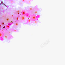 粉红色小清新桃花装饰图案素材