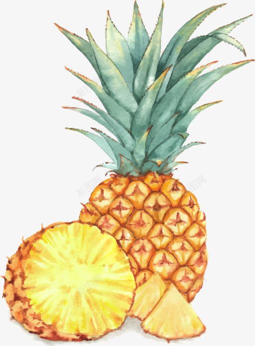 手绘新鲜黄色菠萝绿叶矢量图ai免抠素材_88icon https://88icon.com 手绘 新鲜 绿叶 菠萝 黄色 矢量图