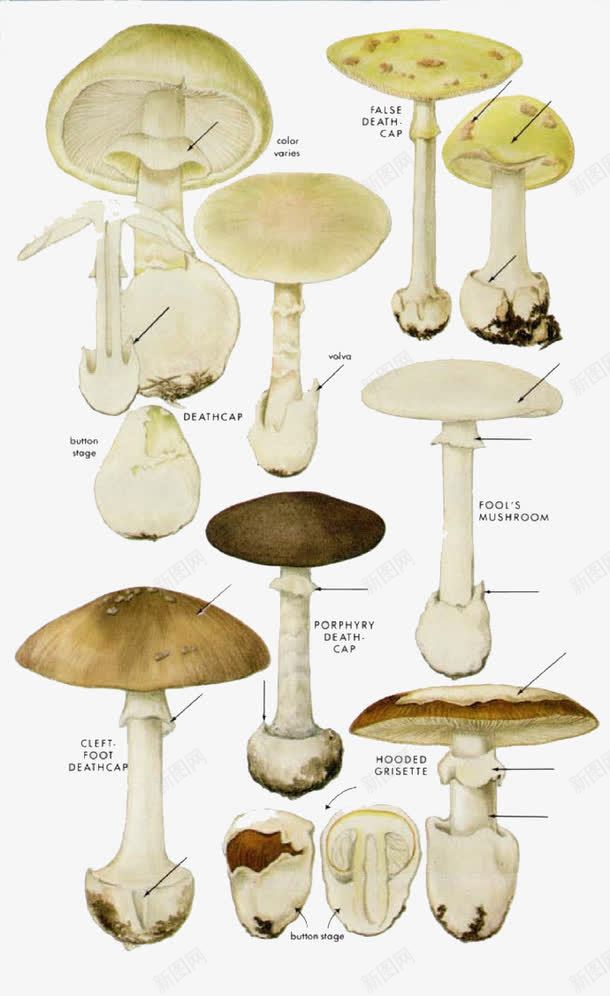 卡通白色蘑菇png免抠素材_88icon https://88icon.com 植物 菌类 蘑菇 香菇