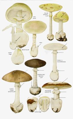 卡通白色蘑菇素材