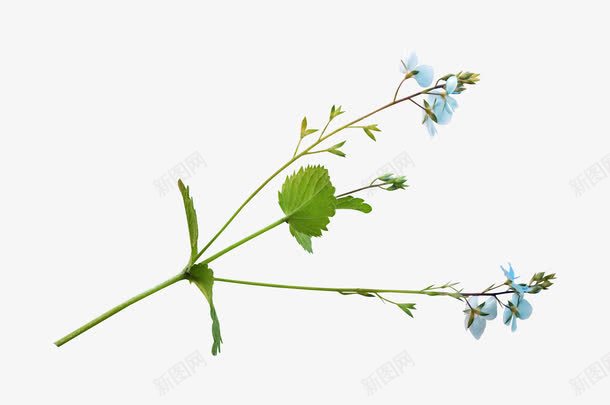 蓝色小花花卉装饰背景png免抠素材_88icon https://88icon.com 背景 蓝色小花花卉装饰 鸟语花香