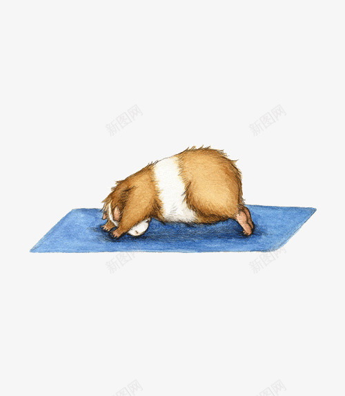 创意小豚鼠瑜伽插画png免抠素材_88icon https://88icon.com 创意 小豚鼠 小豚鼠做瑜伽 插画 瑜伽
