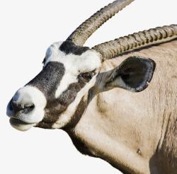 西藏野生藏羚羊素材