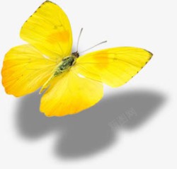 黄色飞舞姿势蝴蝶素材