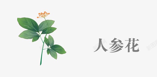 中药人参花png免抠素材_88icon https://88icon.com 中药 人参花 草药