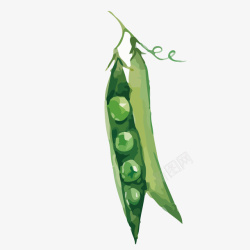 绿色豌豆荚插画矢量图素材