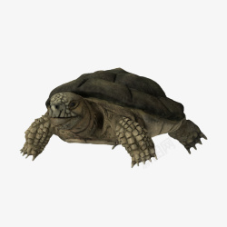 背壳陆龟写实陆龟高清图片