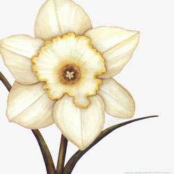 手绘写实白色花卉花朵素材