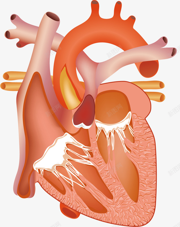 心脏矢量图ai免抠素材_88icon https://88icon.com 卡通手绘 彩画 心脏 心脏图案 水彩画 矢量图 装饰图案