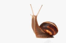 閲庣敓锷墿蜗牛高清图片