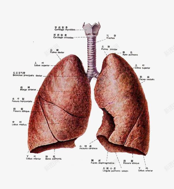 中医养生心脏功能图png免抠素材_88icon https://88icon.com 中医 养生 功能图 医学 医生 心脏 老中医
