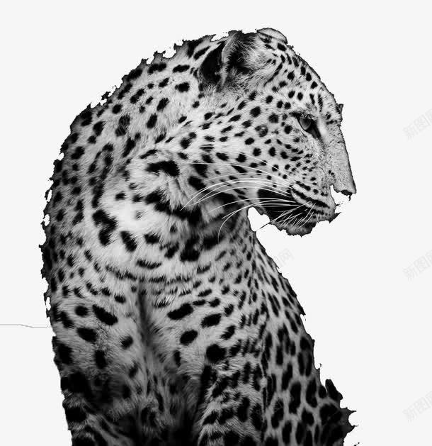 黑白斑点豹png免抠素材_88icon https://88icon.com 凶猛 动物 斑点 豹子 野生