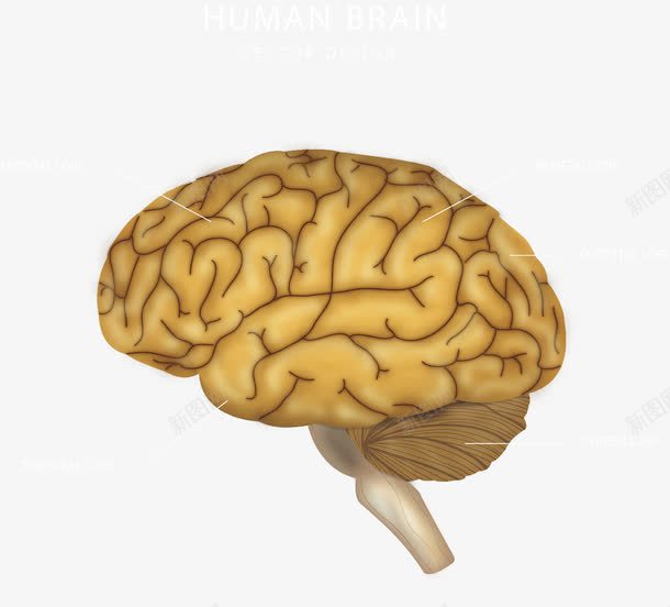 手绘大脑png免抠素材_88icon https://88icon.com 器官 大脑 手绘 脑组织