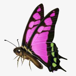 粉绿色斑点蝴蝶装饰素材