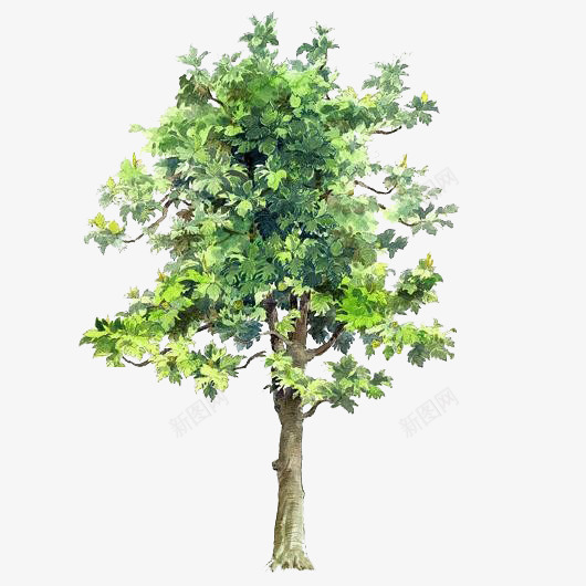 手绘树木手绘树木元素png免抠素材_88icon https://88icon.com 卡通树木图片 树木素材 树木背景图片 绿色树木图片素材