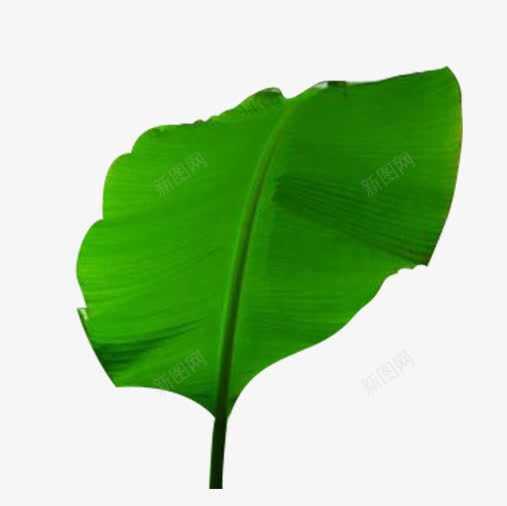芭蕉树叶子png免抠素材_88icon https://88icon.com png图片 叶子 叶子素材 树叶 椰子 椰子树 绿色 芭蕉 芭蕉叶 芭蕉树叶