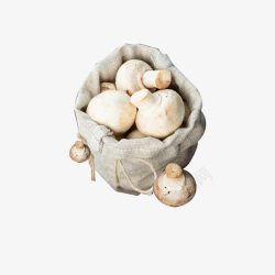 野生蘑菇菌类素材
