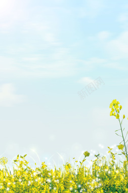蓝色清新春季踏青油菜花背景背景