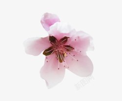 一朵粉梨花花瓣素材