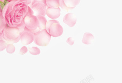 花装饰淘宝花朵粉色素材